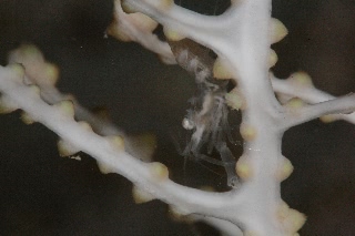 「エビの仲間」のサムネイル画像