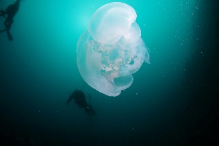 「ミズクラゲ(Moon Jelly)」のサムネイル画像
