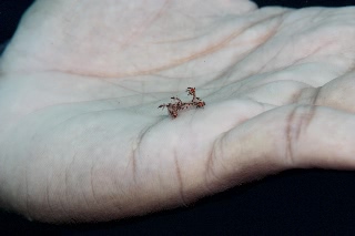 「ウミウシの仲間」のサムネイル画像