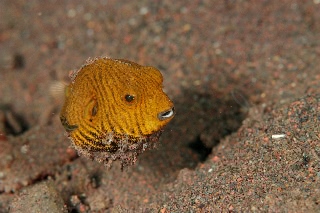 「モヨウフグ」のサムネイル画像