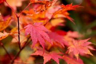 「イロハモミジ(イロハカエデ)」のサムネイル画像