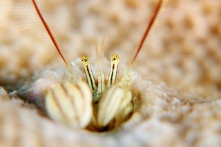 「カンザシヤドカリ(Coral Hermit Crab)」のサムネイル画像