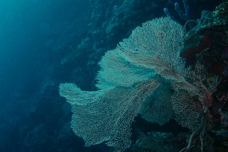 「無題」のサムネイル画像