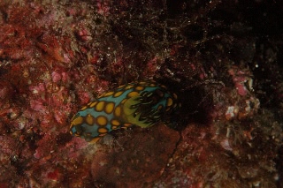 「サガミリュウグウウミウシ」のサムネイル画像