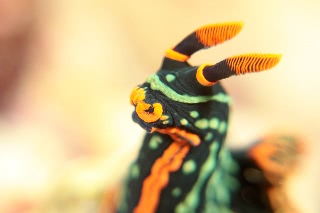 「アカフチリュウグウウミウシ(Dusky Nembrotha)」のサムネイル画像