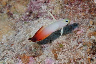「ハタタテハゼ(Red fire Goby)」のサムネイル画像