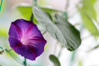 「朝顔」のサムネイル画像