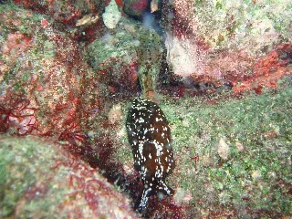 「追い駆けっこ中」のサムネイル画像