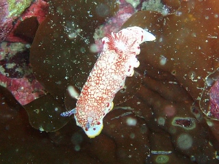 「サラサウミウシ」のサムネイル画像