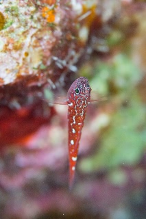「無題」のサムネイル画像