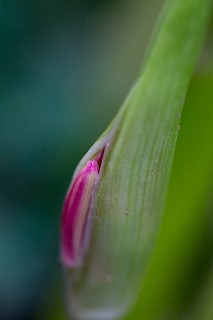 「ヒガンバナ」のサムネイル画像