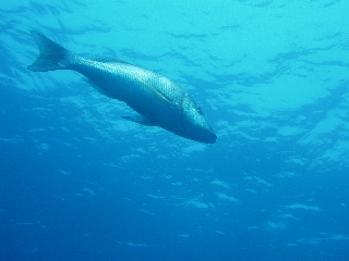 「ハマフエフキ」のサムネイル画像
