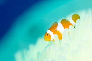 「カクレクマノミ(Western Clown Anemonefish)」のサムネイル画像