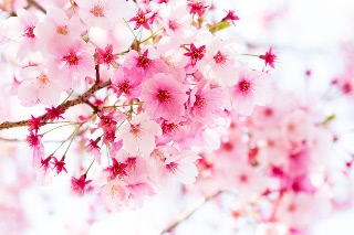 「ヨコハマヒザクラ(横浜緋桜)」のサムネイル画像