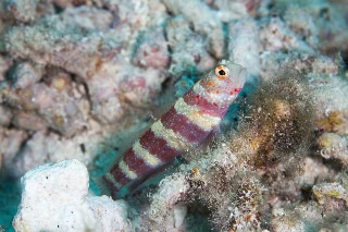 「クビアカハゼ」のサムネイル画像