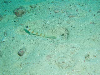 「ヤノダテハゼ(Flag-tail shrimp Goby)」のサムネイル画像