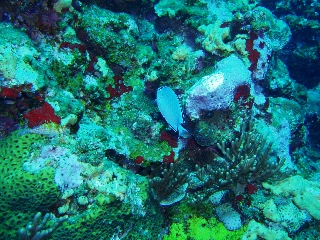 「ヒレナガヤッコ」のサムネイル画像