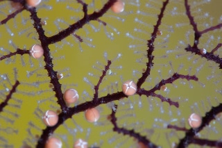 「ハナヤギウミヒドラ」のサムネイル画像