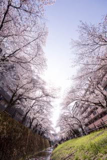 「ソメイヨシノ(染井吉野)」のサムネイル画像