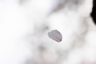 「ソメイヨシノ(染井吉野)」のサムネイル画像