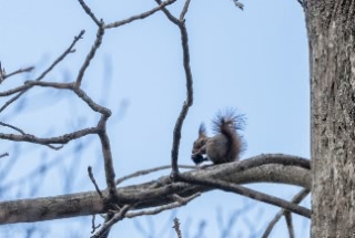 「エゾリス」のサムネイル画像