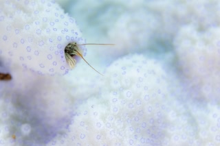 「カンザシヤドカリ(Coral Hermit Crab)」のサムネイル画像