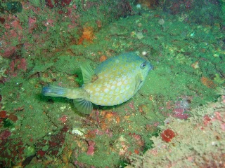 「ハコフグ」のサムネイル画像