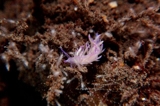 「セスジミノウミウシ」のサムネイル画像