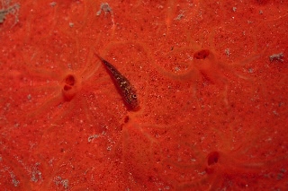 「ウミタケハゼの仲間」のサムネイル画像