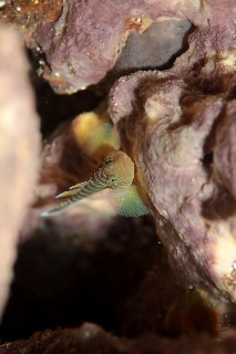 「ベンケイハゼ」のサムネイル画像