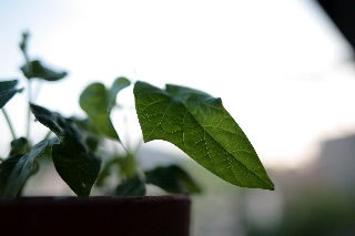 「朝顔」のサムネイル画像