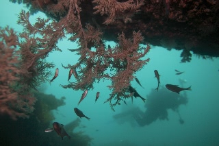 「無題」のサムネイル画像