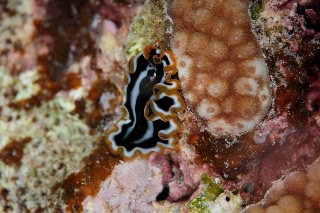 「ニセツノヒラムシの一種」のサムネイル画像