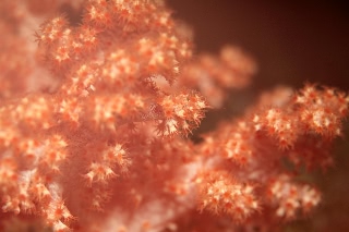 「サンゴの仲間」のサムネイル画像