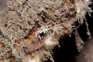 「アデヤカミノウミウシ」のサムネイル画像