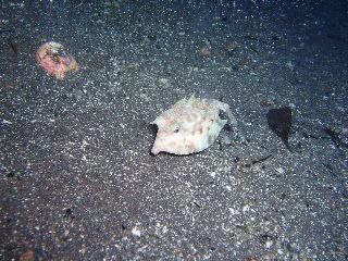 「シマウミスズメ」のサムネイル画像