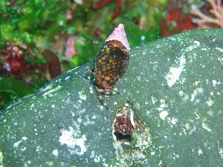 「ヤドカリ」のサムネイル画像