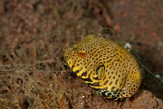 「モヨウフグ」のサムネイル画像