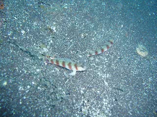 「ダテハゼ」のサムネイル画像