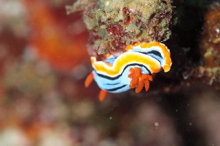 「シボリイロウミウシ」のサムネイル画像