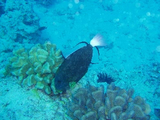 「クロモンガラ」のサムネイル画像