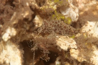 「アゴヒゲオコゼ属の仲間」のサムネイル画像