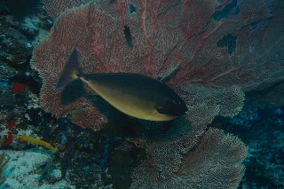 「無題」のサムネイル画像