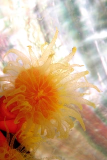 「エントウキサンゴ」のサムネイル画像