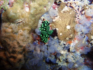 「トサカリュウグウウミウシ」のサムネイル画像