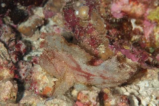 「ハダカハオコゼ」のサムネイル画像