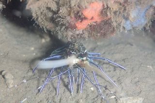 「ゴシキエビ(Painted rock lobster)」のサムネイル画像