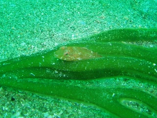 「アナハゼ」のサムネイル画像