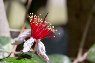 「フェイジョア」のサムネイル画像