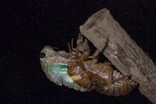 「アブラゼミ」のサムネイル画像